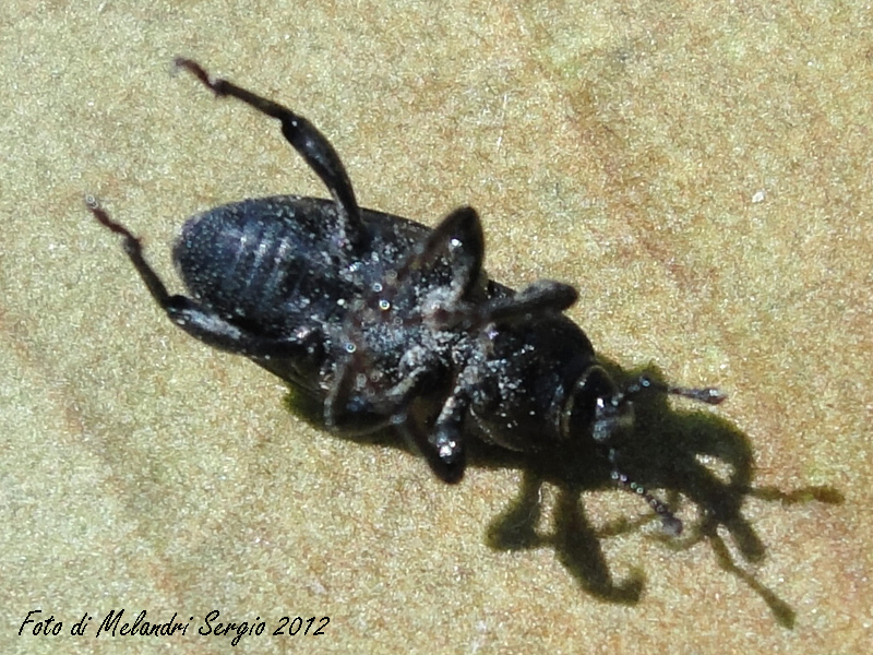 Identificazione - Sphenophorus sp.